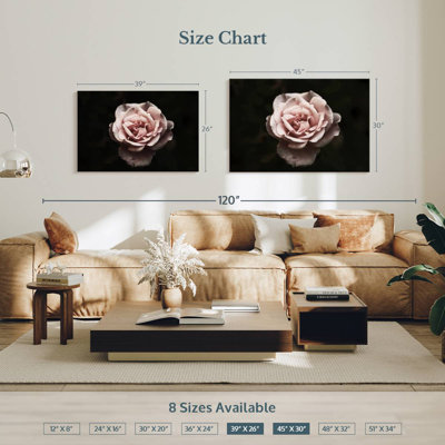 Rose œillet Harnek