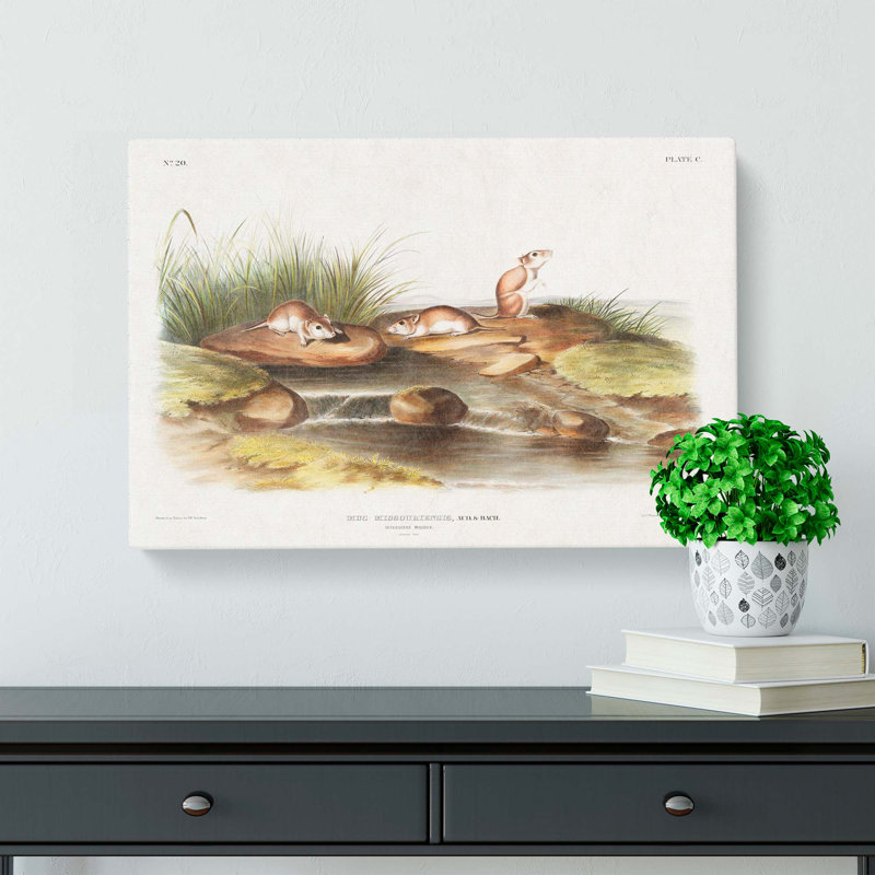 Missouri Mice by J.W. Audubon - Wrapped Canvas, 50cm H x 76cm W x 3cm D