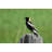 " Bobolink " by James_Macgregor-63036715