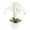 Orchids In A White Glass Vase With Moss And Rocks
