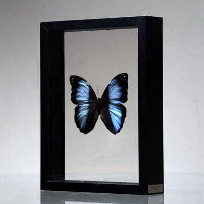 Morpho deidamia Butterfly in Display Box – Iridescent Jewel from Peru