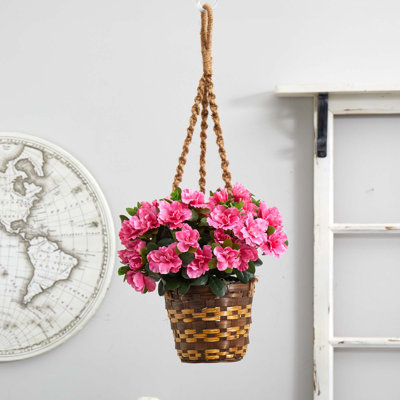 Panier suspendu azalea