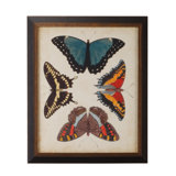 Display Of Butterflies I Print