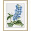 Floral Study 4 Print