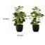 Ensemble de 2 plantes d'intérieur en fausse soie artificielle 14 pouces Ficus, feuilles vertes