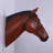 Horse Head Statue-794917889
