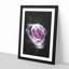 The Pale Purple Rose - Framed Print-56742486-56742484