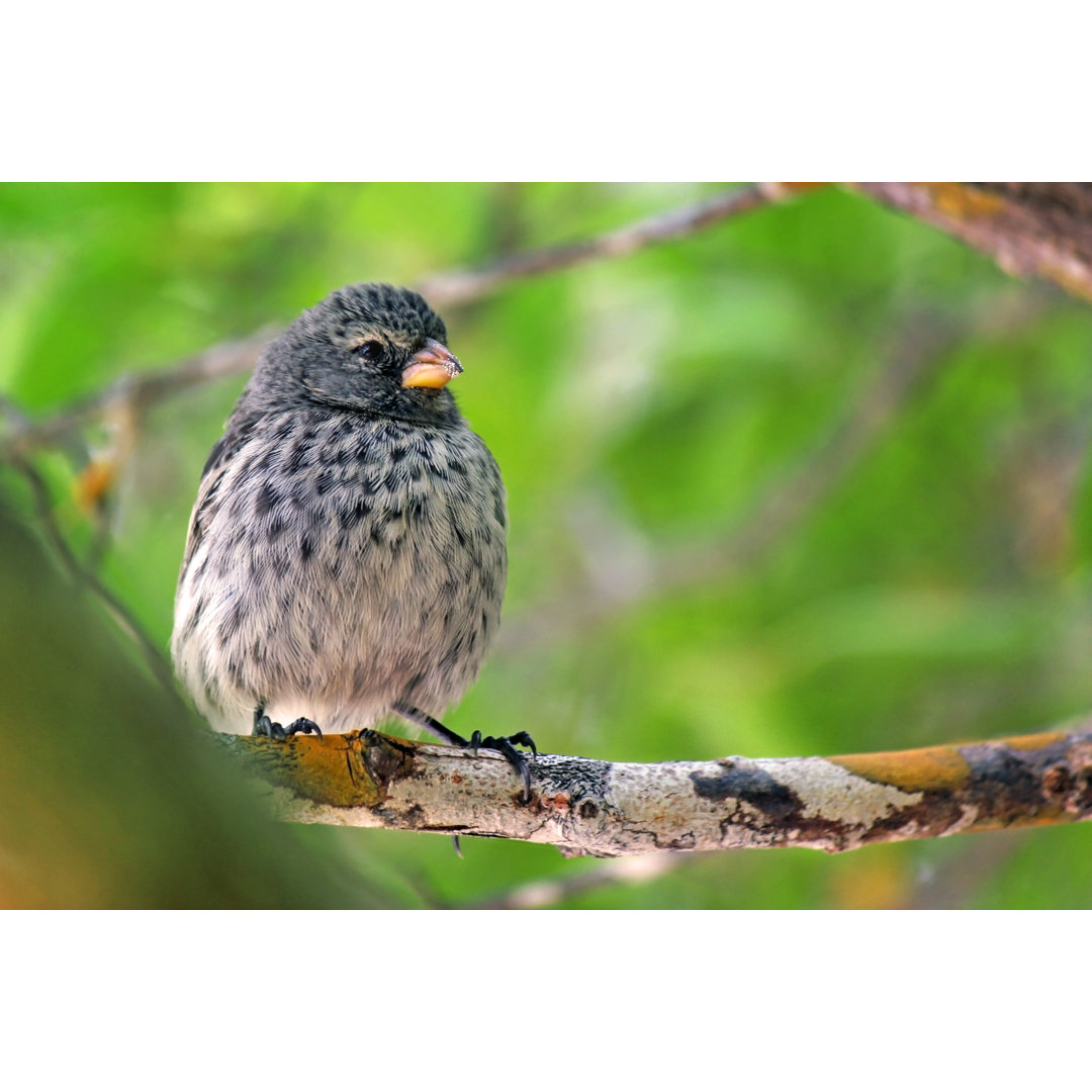 Darwin's Finch von Crisserbug - Druck ohne Rahmen auf Leinwand