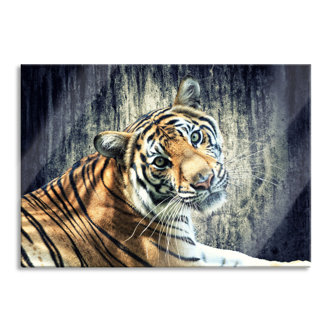 Glasbild Neugieriger Tiger