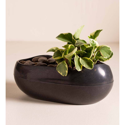 Burmont Pot Planter