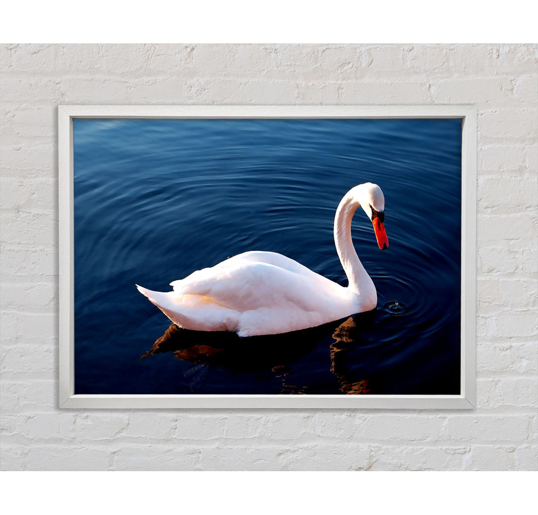 Weißer Schwan im Wasser - Einzelner Bilderrahmen Kunstdrucke auf Leinwand