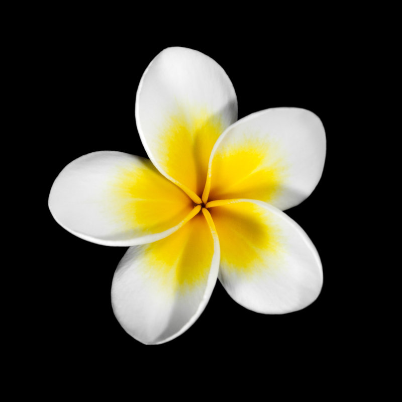 Frangipani by A-S-L, 12" H x 12" W