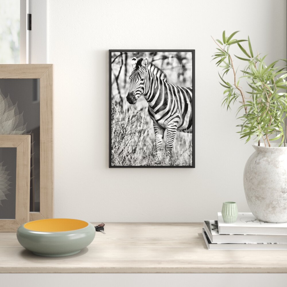 Gerahmtes Wandbild einsames Zebra