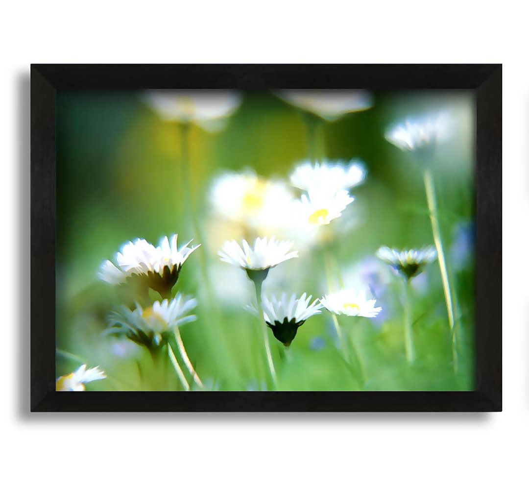 Gerahmtes Leinwandbild Blurry Daisies