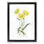 Yellow Starflowers - Framed Print-55629396-55629397