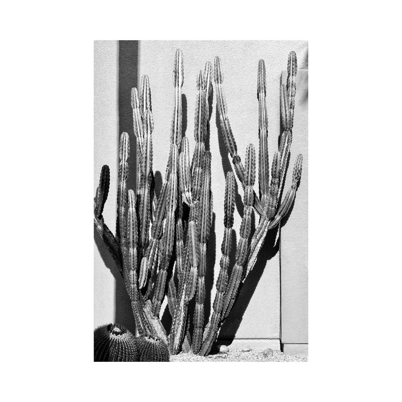 Black California Series - Cactus Style - Wrapped Canvas Print, 20.32 cm H x 30.48 cm W
