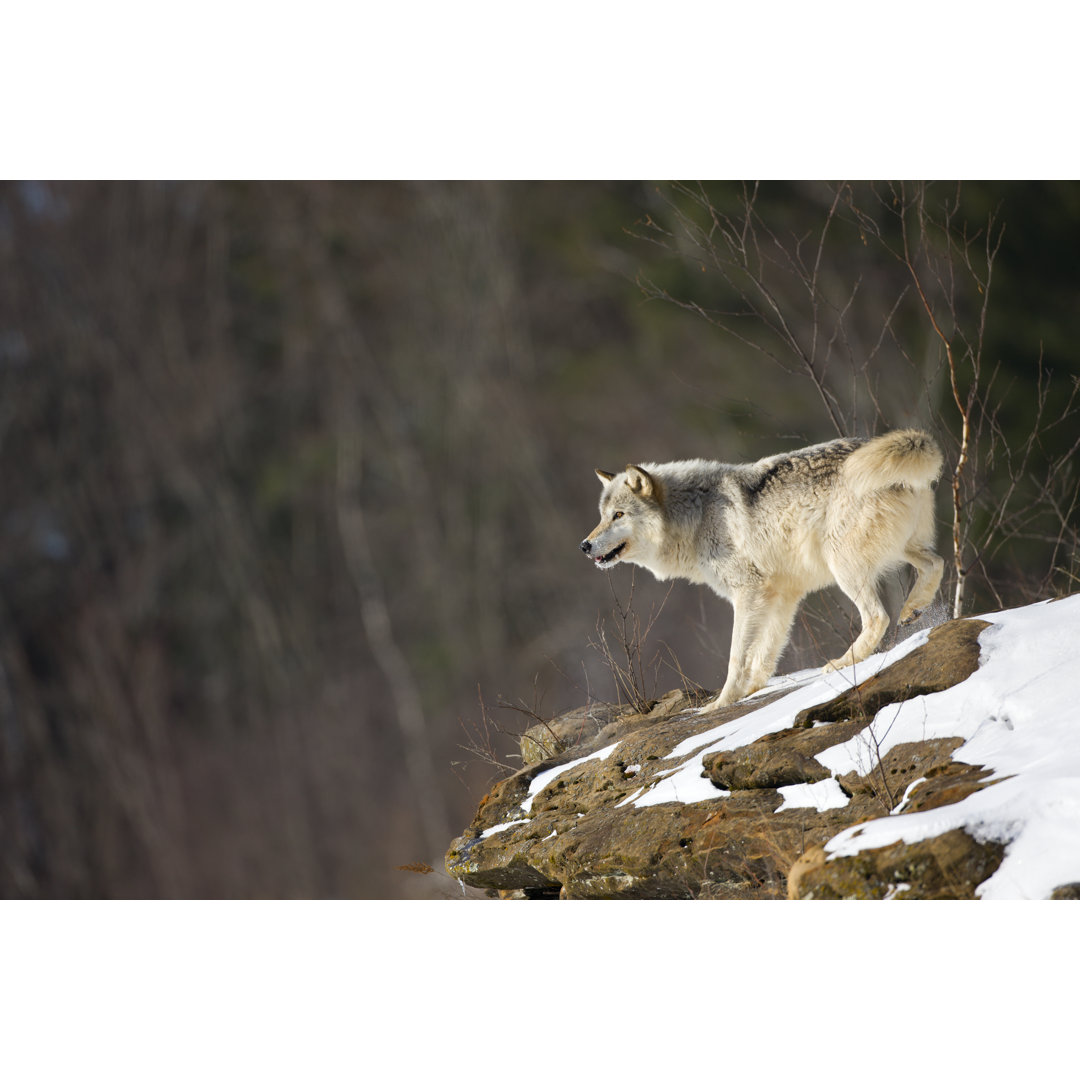 Grauer Wolf in der Wildnis