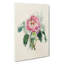 Illustration of a Pink Peony - Wrapped Canvas-55359342