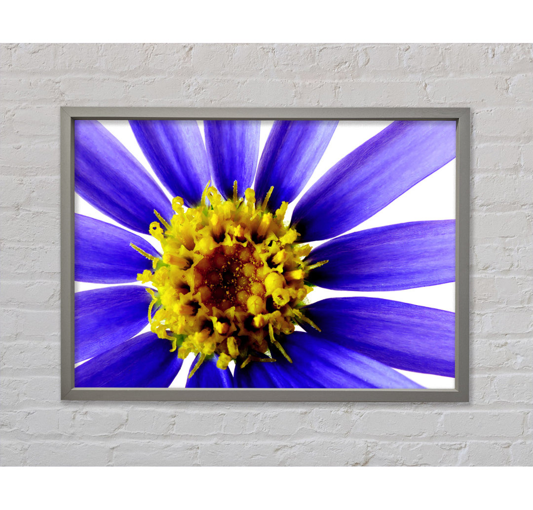 Purple Petal Beauty - Einzelner Bilderrahmen Kunstdrucke auf Leinwand