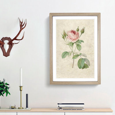 A Pink Rose by Pierre-Joseph Redoute - Framed Print