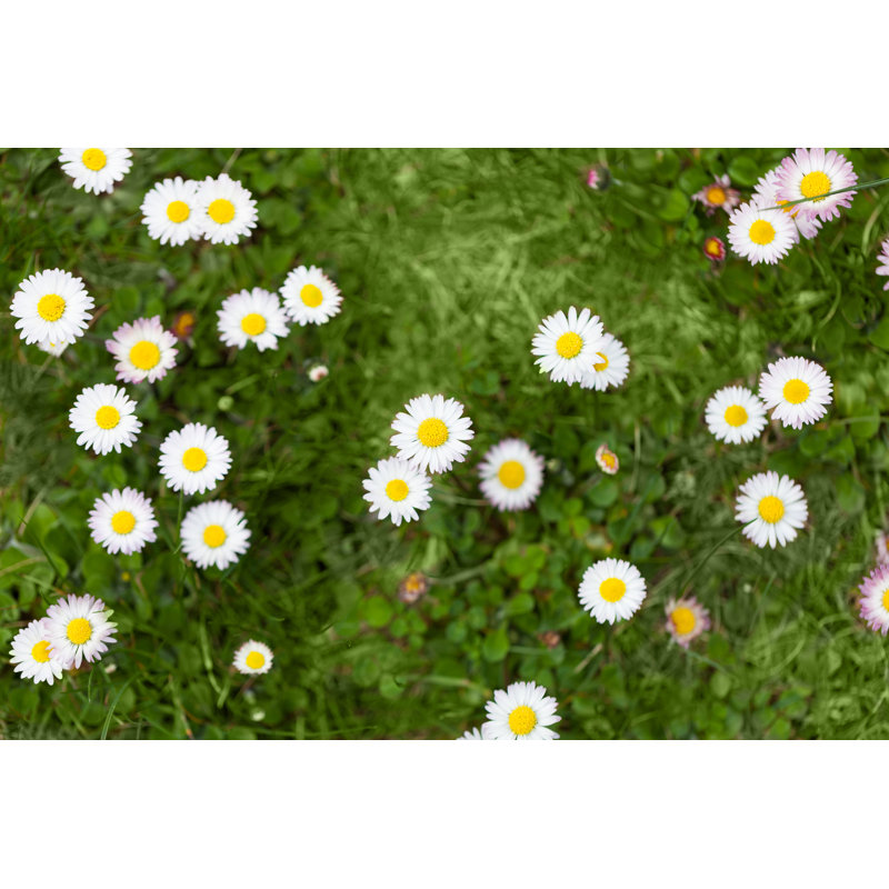 Petites marguerites blanches dans le jardin par W-Ings, H 8 po x l 12 po