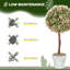 Annalynne 60cm Faux Murraya Flower Plant in Pot