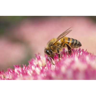 Hedger Honey Bee by Chillingworths - Wrapped Canvas Print