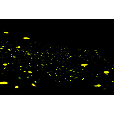 Fira " Lightning Bugs On Black Background "