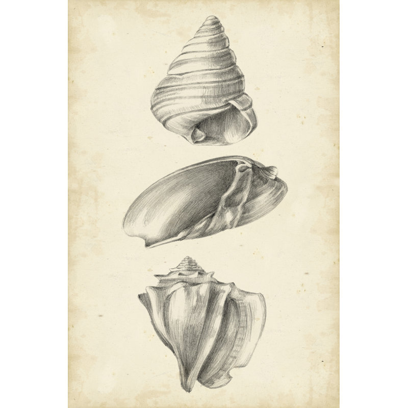 Antique Shell Study Panel II by Ethan Harper - Wrapped Canvas Painting, 46cm H x 30cm W x 3.8cm D