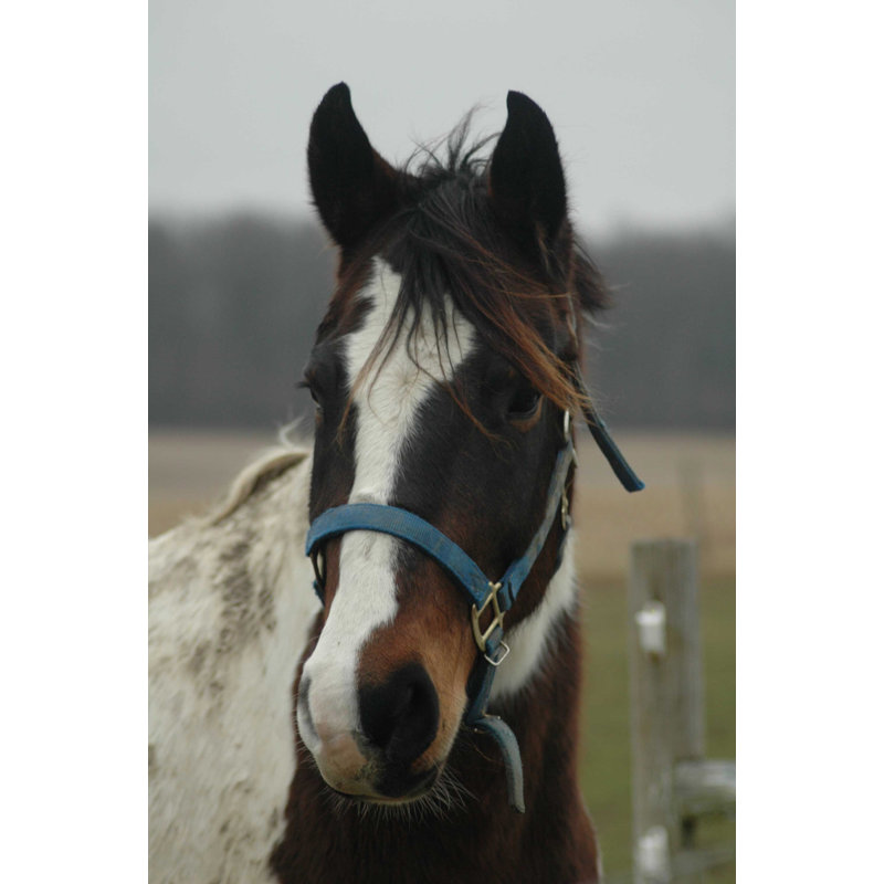 Décalcomanie murale cheval, H 72 po x l 48 po
