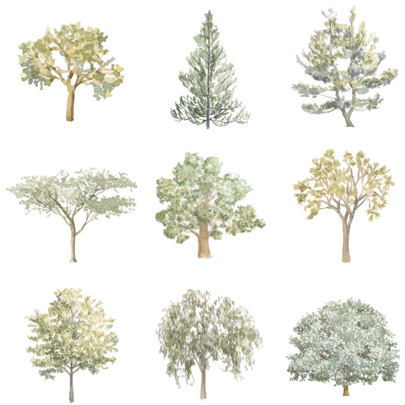 Variétés d'arbres I, H 12 po x l 12 po