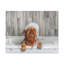 «Cute Little Griffon Bathee», art mural sur toile-1156836833