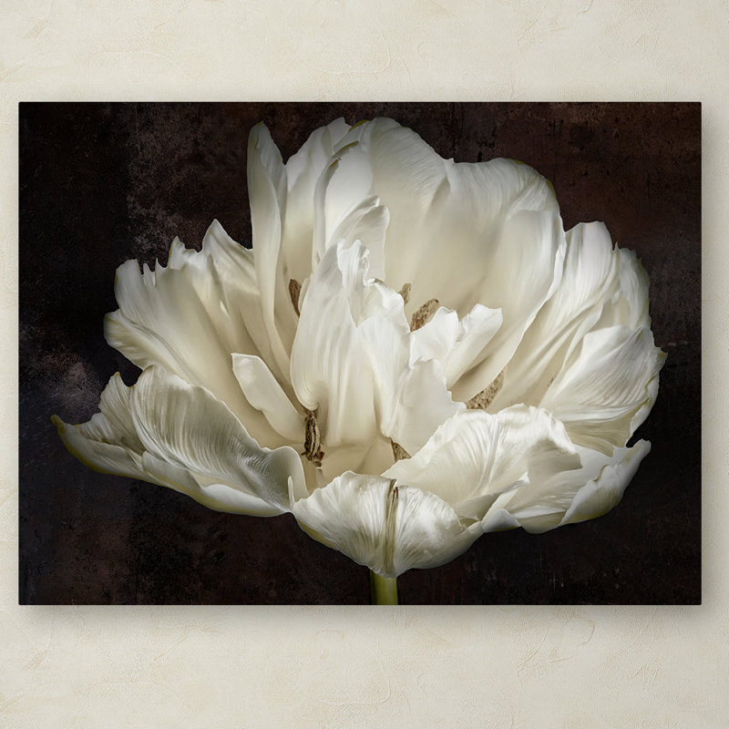 «Double White Tulip» par Cora Niele - reproduction de photo sur toile, H 35 po x l 47 po x P 2 po