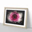 Heart of a Pink Gerbera - Picture Frame Graphic Art Print-56863472-56863473