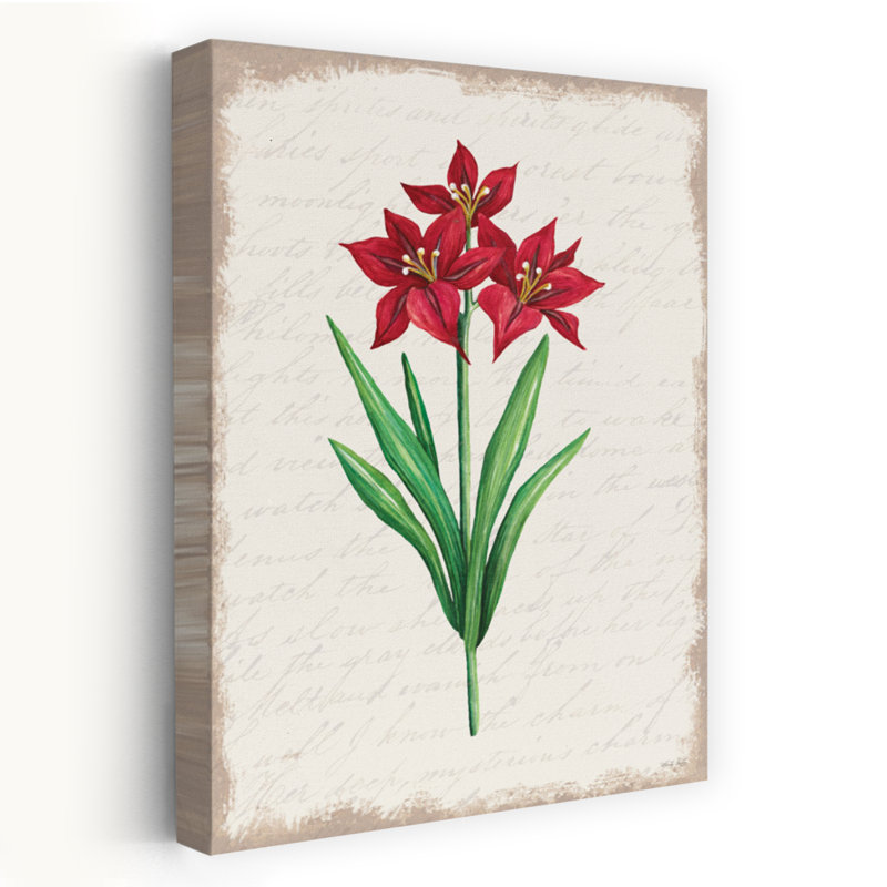 Amaryllis rouge botanique II, 24" H x 16" W