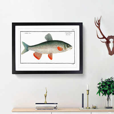 Nase-Carp Fish by M.E. Bloch - Framed Print