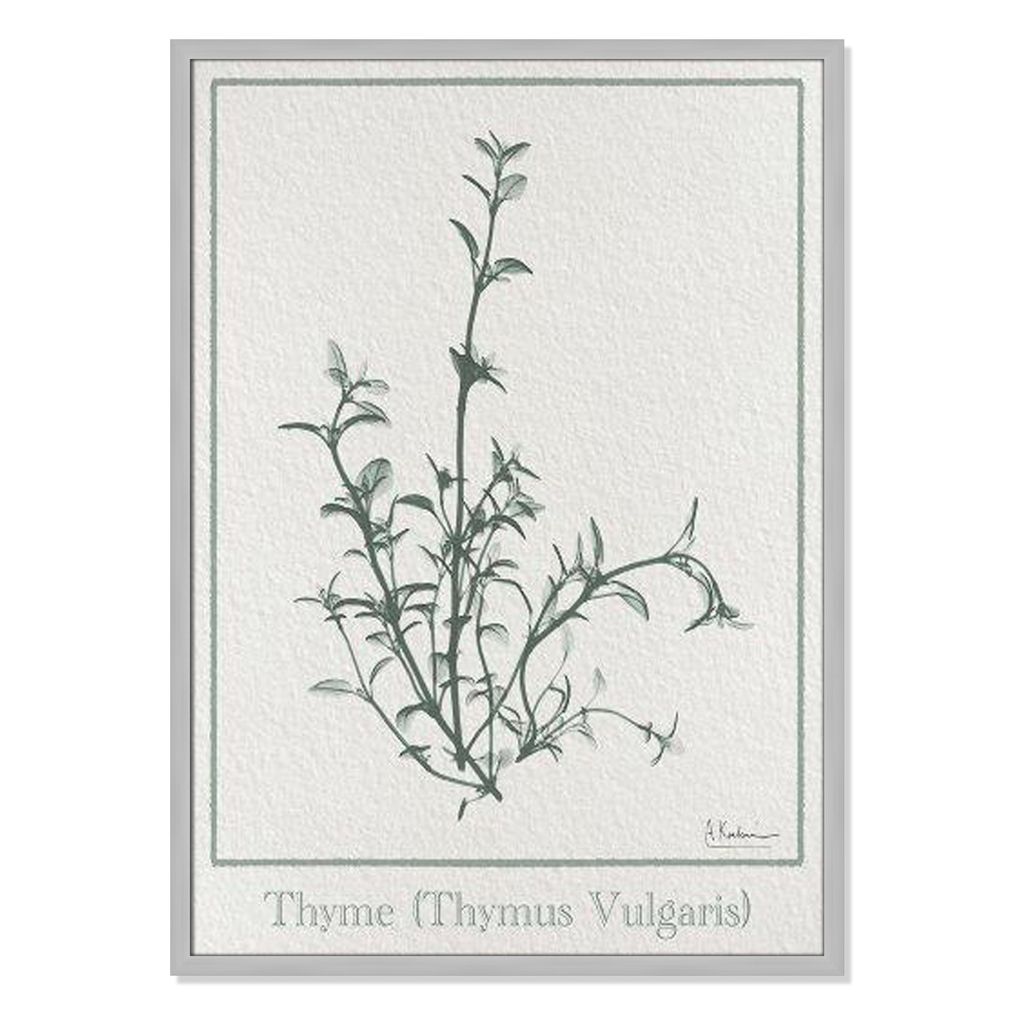 Thymus Vulgaris Framed On Paper by Albert Koetsier Print, 35.5" H x 25.5" W x 1.25" D, Matte Silver Framed Paper