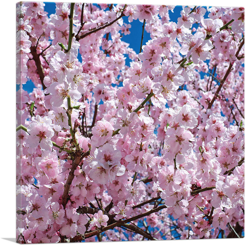 Orchard Tree Blossoms - Reproduction de photo sur toile tendue, H 12 po x l 12 po x P 1,5 po