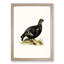 A Black Grouse by Von Wright - Framed Print-55457730-55457733