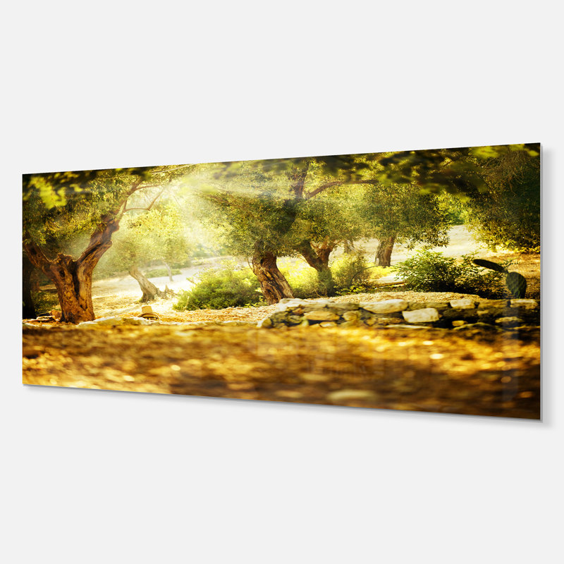 Oliviers - photographie sans cadre sur métal, H 12 po x l 28 po x P 2 po