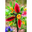 Shirey Weather Resistant Plants & Flowers Rotator