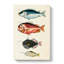 East Indies Fish Illustrations Fol. 17 by Oliver Goldsmith - Wrapped Canvas-55342383