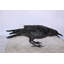 Corbeau à la recherche de nourriture élégante statue en bronze - Design complexe, superbe décoration intérieure, L 24 po x l 6 po x H 12 po