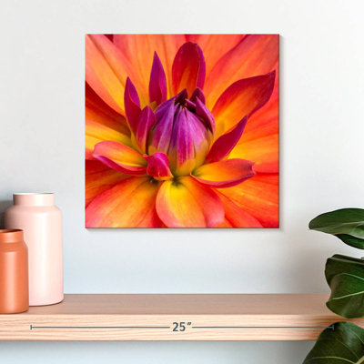 Harnek Blooming Dahlia
