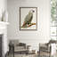 Gray Parrot 1' Framed Print on Glass