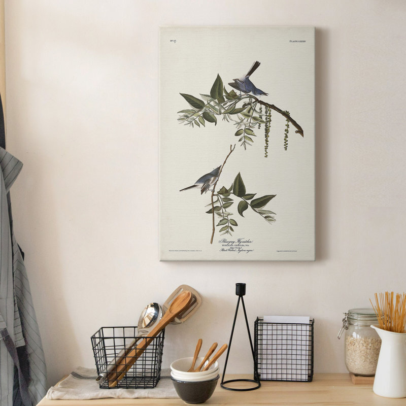 " Pl. 84 Bluegrey Flycatcher "