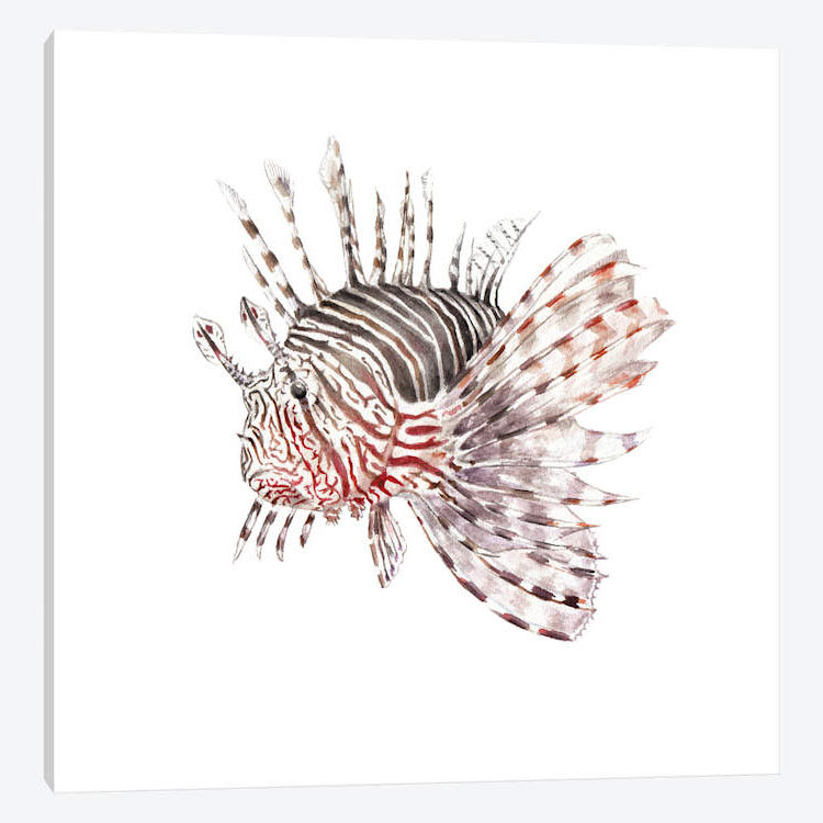« lionfish », reproduction sur toile tendue, H 12 po x l 12 po x P 1,5 po
