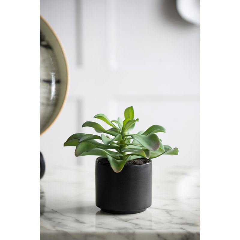 Dudelya succulent en pot