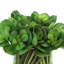 Arrangement Echeveria dans un vase en verre