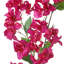 Bougainvillier 41 po 